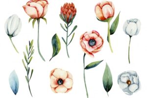 Collection of isolated watercolor white and coral anemone and protea flowers, hand painted illustration