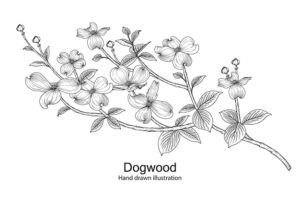 Ddogwood flower drawings.