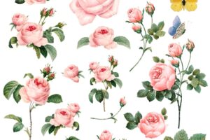 Hand drawn pink roses collection