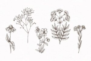 Hand-drawn with herbs