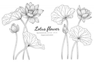 Lotus flower and leaf hand drawn botanical illustration with line art on white