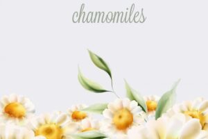 Organic chamomiles flowers with green leaves