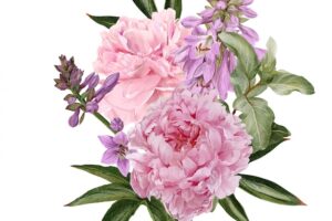 Pink peonies, hosta flowers and siverberry branch