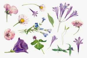 Purple wild plants  illustration hand drawn set, remixed from the artworks by mary vaux walcott