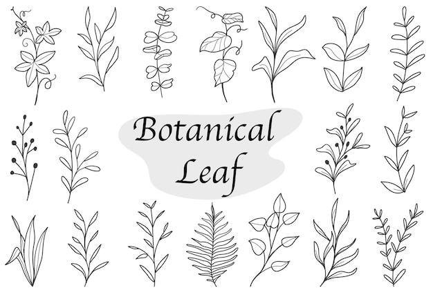 Set of botanical leaf doodle wildflower line art