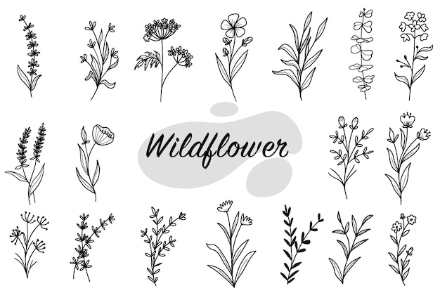 Set of botanical leaf doodle wildflower line art