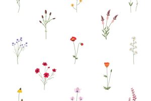 Set collection of wild flowers vector illustration