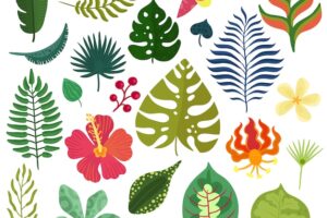 Tropical plants collection