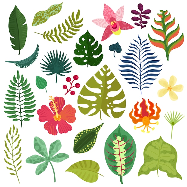 Tropical plants collection