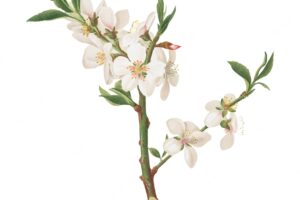 Almond tree flower from pomona italiana illustration