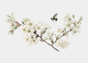 Apple blossom illustration on an xmas card
