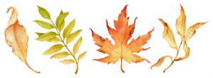 Autumn leaves watercolor illustration for decorative element