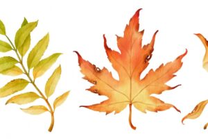 Autumn leaves watercolor illustration for decorative element