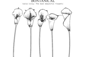 Calla lily leaf and flower drawings