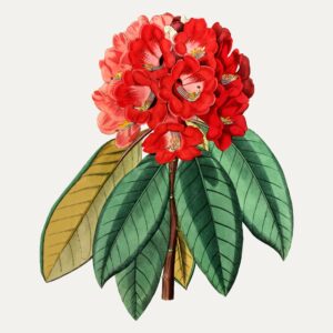 Ceylon rhododendron