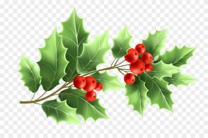 Christmas holly tree branch realistic illustration. color twig with green leaves and red berries on transparent background. xmas decorative plant. greeting card, banner design element. isolated vector