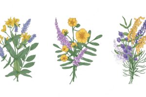 Collection of bouquets of beautiful wild meadow flowers and flowering herbs
