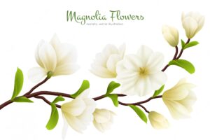 Colored realistic white magnolia flower composition with green calligraphy description