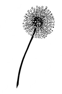 Dandelion flower vector hand drawn illustration on fluffy plant in outline style botanical drawing for greeting or business card in white and black colors on isolated background doodle sketch