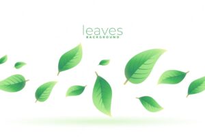 Green tea leaves falling background design