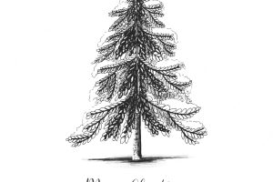 Hand draw sketch christmas tree winter holiday card background