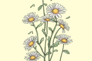 Hand drawn blooming daisy illustration