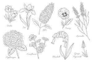 Hand drawn botanical flower chart