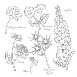 Hand drawn botanical flower chart