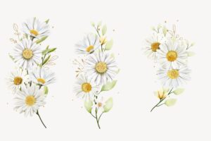 Hand drawn daisy floral bouquet background design