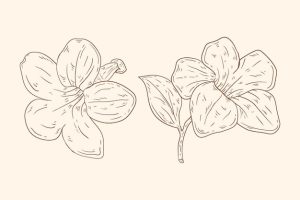 Hand drawn minimalist flowers outline