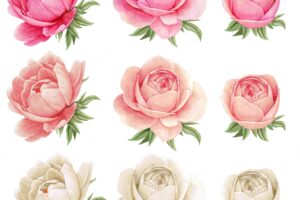 High quality watercolor peonies collection, gothic colors