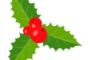 Holly branch with berries and leaves christmas decorations vector illustration