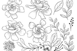 Isolated gardenia flower line art with leaves element