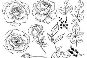 Isolated rose flower line art doodle with leaves element