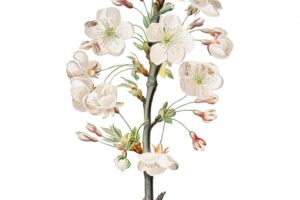 Pear tree flowers from pomona italiana illustration