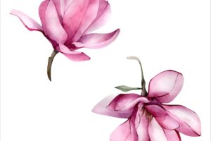 Pink hand drawn watercolor magnolia flower illustration isolated on white watercolour floral