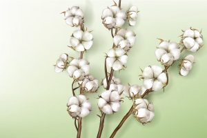 Realistic cotton branches with flowers and stems