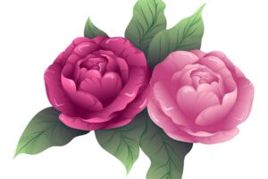 Rose flower decoration illustration for invitation card