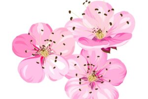 Sakura flowers isolated over white spring background vector illustration