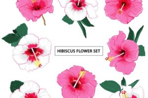Set of summer hibiscus vector