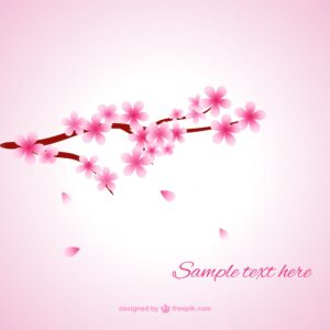 Soft cherry blossoms