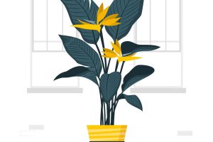 Strelitzia plant concept illustration
