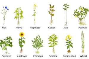 Technical flowers plants set with flat isolated icons of flax cotton jute and other usable plants vector illustration