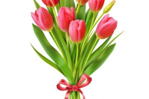 Tulips bouquet on white
