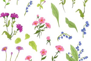 A vector of many beautiful wild flower