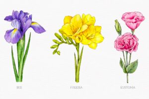 Watercolor botanical flower chart