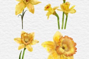 Watercolor daffodil flower element set