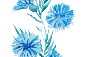 Watercolor illustration  bouquet of a blue flower a twig of cornflowers wildflowers with leaves