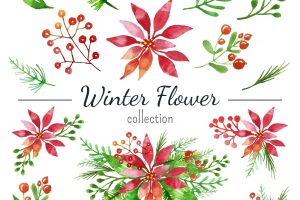 Watercolor winter flower collection