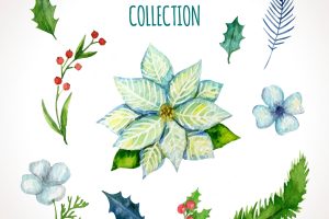 Watercolor winter flowers collection